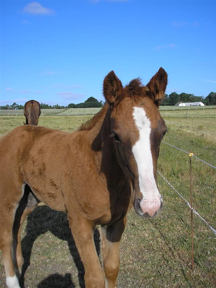 Anden særlig race Manifique Eto'o- SOLGT billede 17