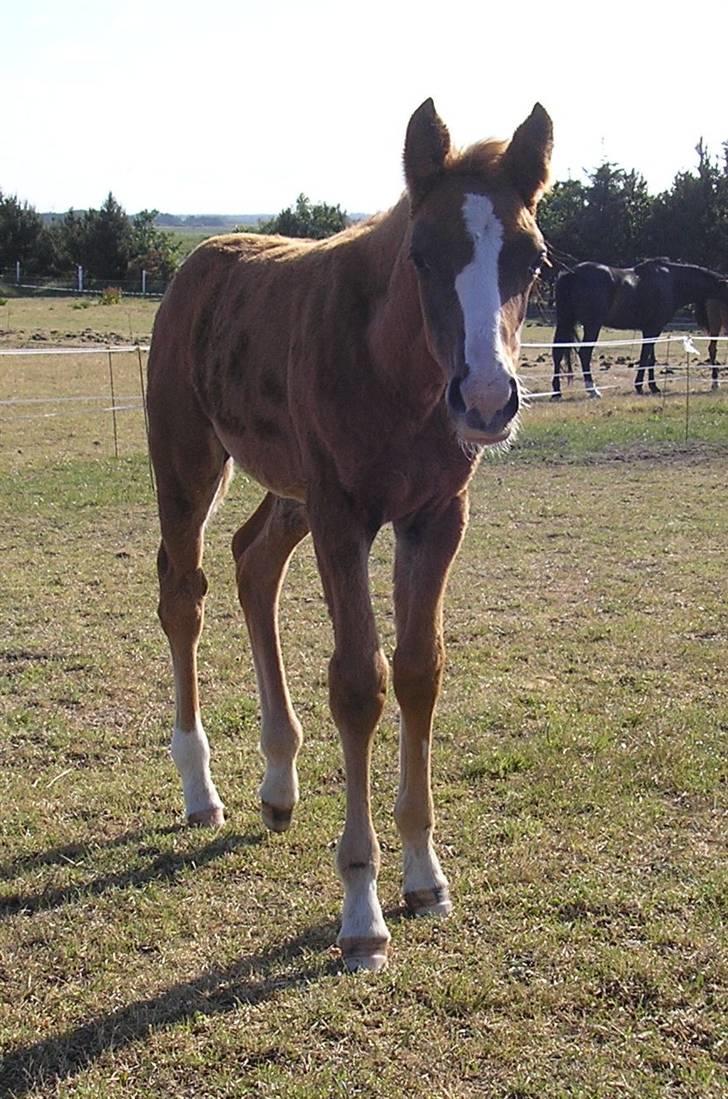 Anden særlig race Manifique Eto'o- SOLGT billede 18