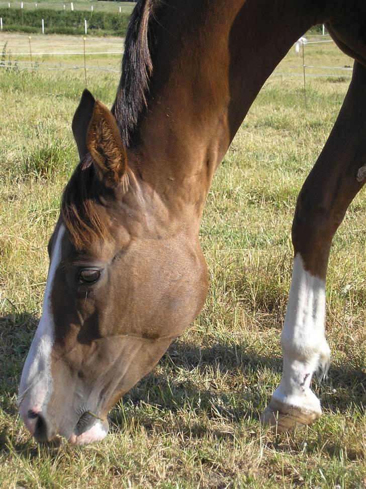Anden særlig race Donna Shakira- SOLGT.. billede 15