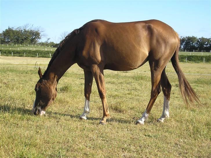 Anden særlig race Donna Shakira- SOLGT.. - Efteråret 2008 billede 16