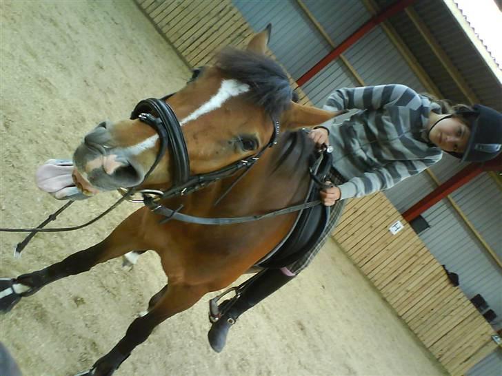 New Forest Odessa ( solgt) - Odessa er lidt fræk! xD <3 billede 13