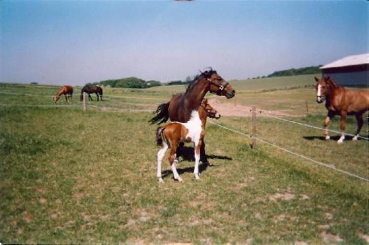 Anden særlig race Spirit - solgt billede 10