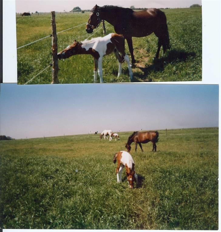 Anden særlig race Spirit - solgt billede 11