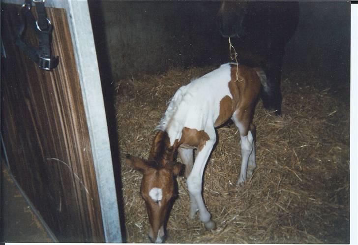 Anden særlig race Spirit - solgt billede 12