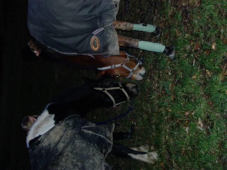 Anden særlig race Prins Kashmir SOLGT:'( - Django og Kashmir første dag sammen:)  (det går jo fint!) billede 12