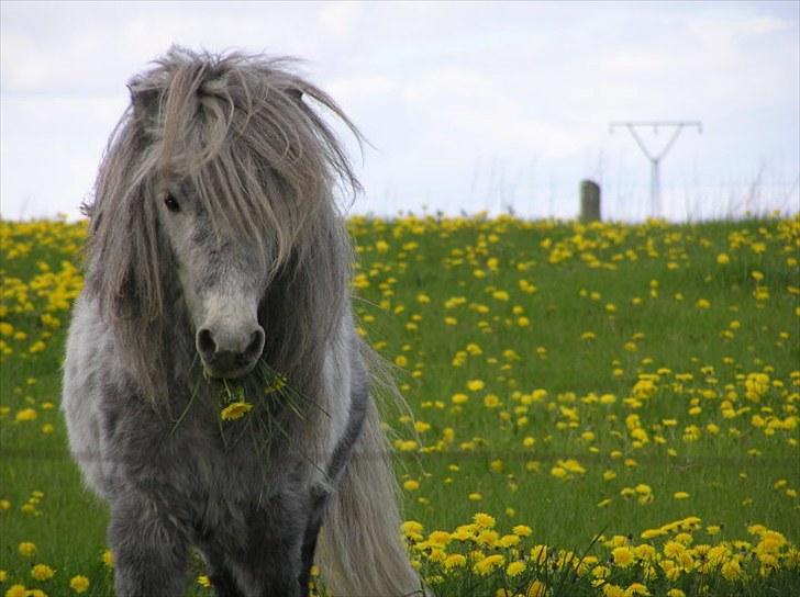 Shetlænder Justin  billede 1