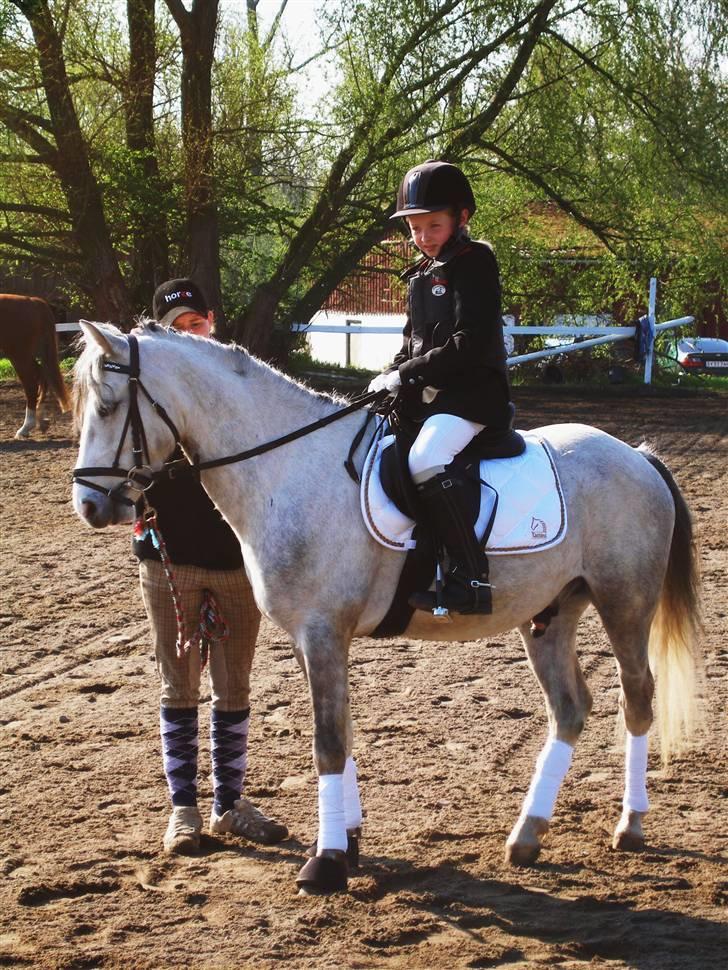 Welsh Pony (sec B) Jason - 2008 - Første stævne på ham - vi blev nr. 3. 
 billede 6