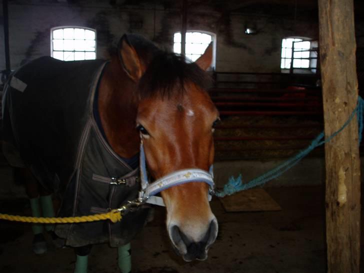 Anden særlig race Prins Kashmir SOLGT:'( - hos gamle ejer da vi var oppe og se for anden gang billede 13