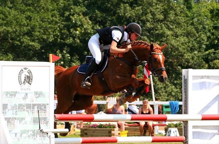 Hollandsk Sportspony Lorenzo solgt :/  - Lorenzo i svendborg  billede 1
