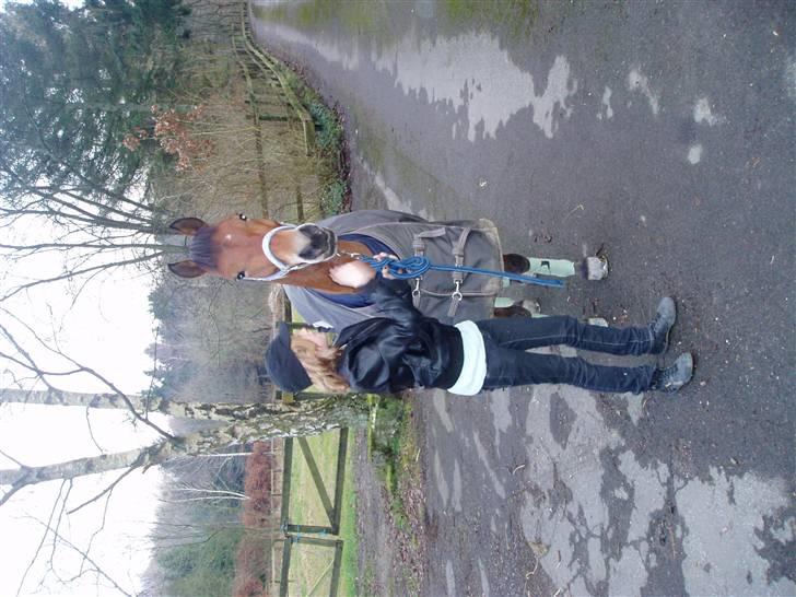 Anden særlig race Prins Kashmir SOLGT:'( - Da vi havde truket dig ud af traileren  billede 14