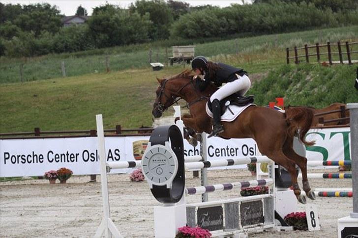 Hollandsk Sportspony Lorenzo solgt :/  - Lorenzo MA, fantastiske pony.. billede 2