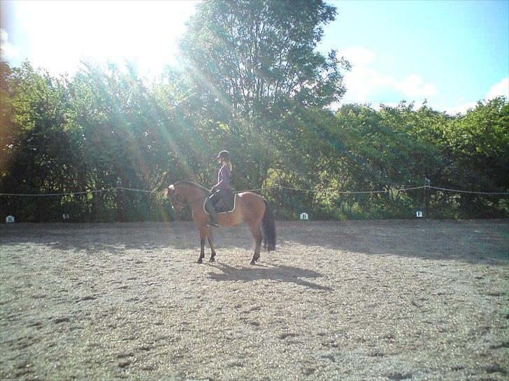 Anden særlig race Prins Kashmir SOLGT:'( billede 15