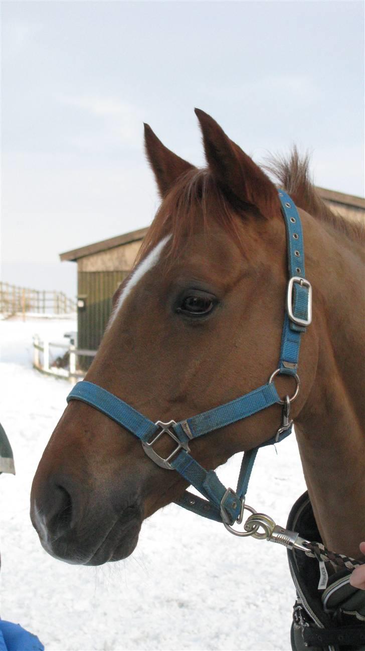 Hollandsk Sportspony Lorenzo solgt :/  - Lorenzo er den smukkeste pony :)  billede 5