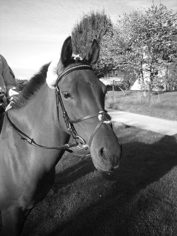 Anden særlig race Prins Kashmir SOLGT:'( - anden dag i hans nye hjem billede 16
