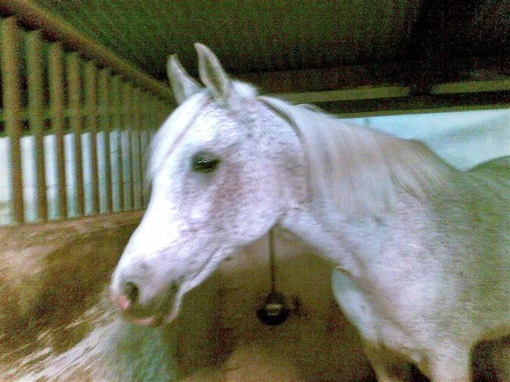 Anden særlig race Aim At The Sky - Altid glad og fin <3 billede 8