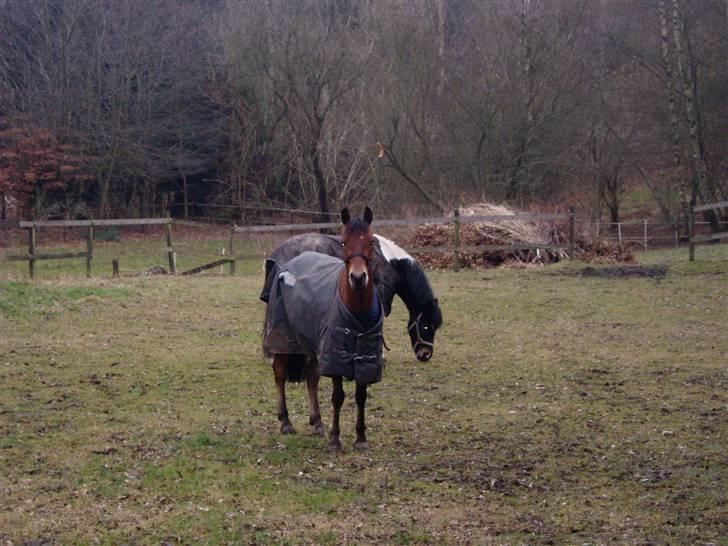 Anden særlig race Prins Kashmir SOLGT:'( - Kashmir og Django på fold billede 17