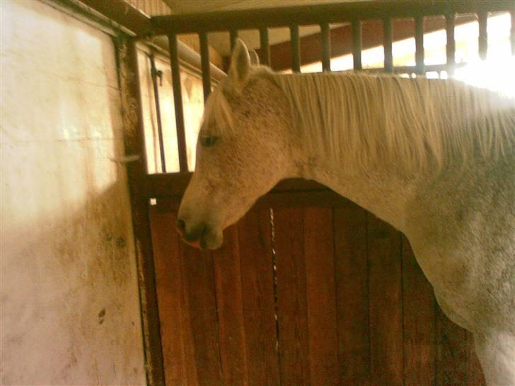 Anden særlig race Aim At The Sky - Hun gemmer sig i hjørnet (; billede 13