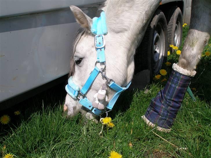 Welsh Pony (sec B) Jason billede 7