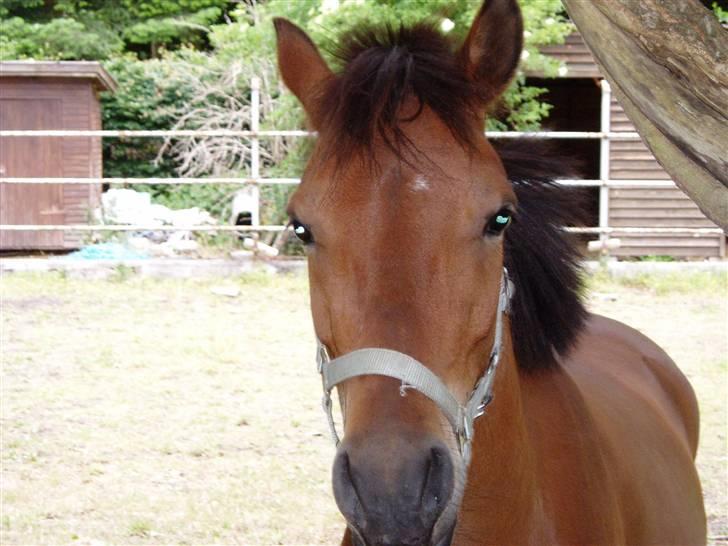 Anden særlig race Prins Kashmir SOLGT:'( billede 18