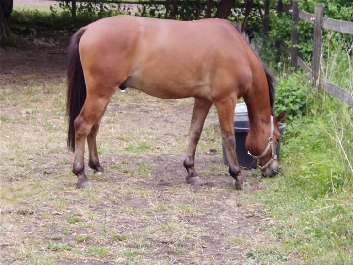Anden særlig race Prins Kashmir SOLGT:'( billede 19