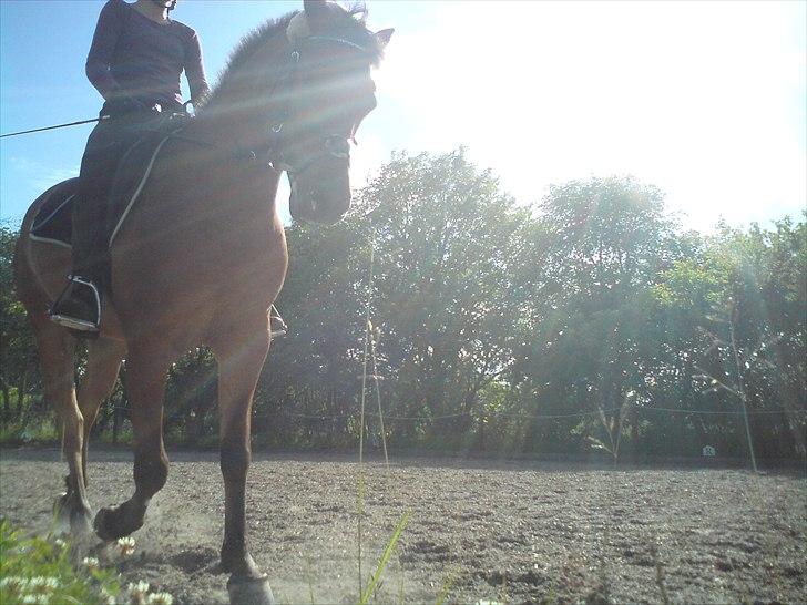 Anden særlig race Prins Kashmir SOLGT:'( billede 20