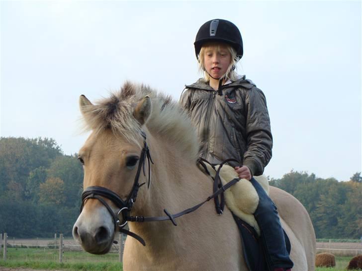Fjordhest S.F. Mizty Halsnæs *SOLGT - Lille Katrine Muz. på Mizty :)  2008 billede 17