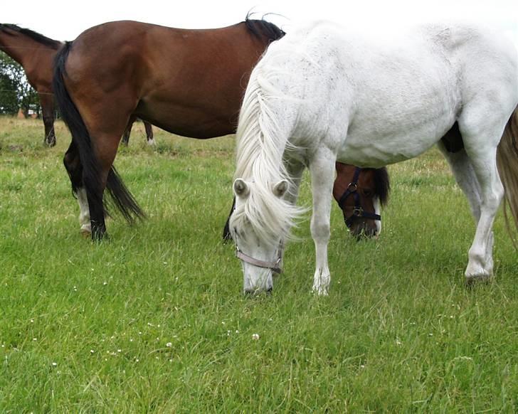 Welsh Pony (sec B) | Cindia | billede 6