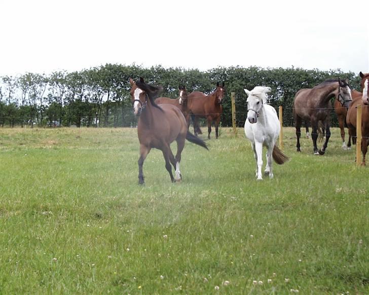Welsh Pony (sec B) | Cindia | billede 7