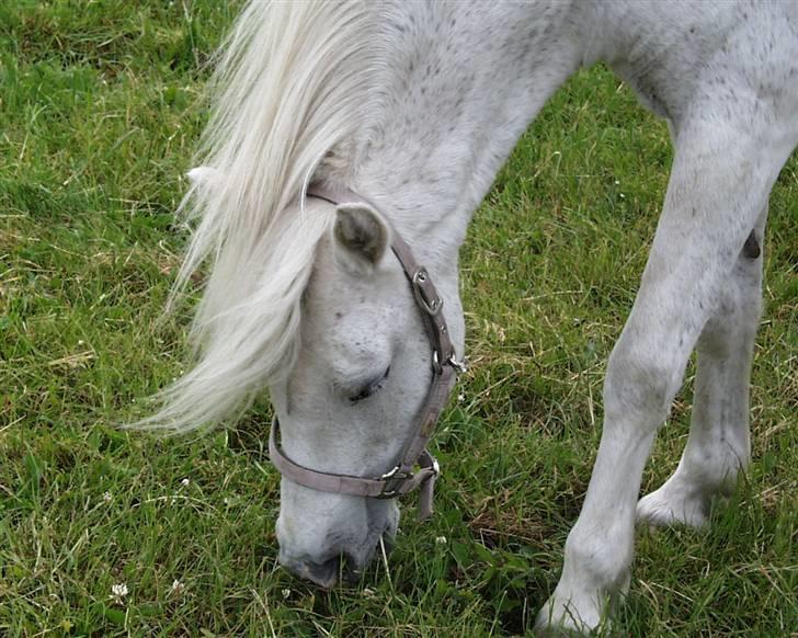 Welsh Pony (sec B) | Cindia | billede 8