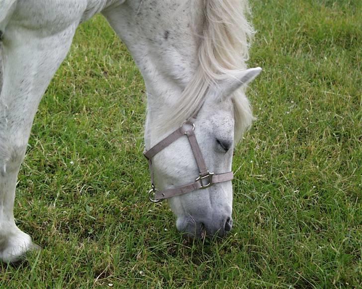 Welsh Pony (sec B) | Cindia | billede 10