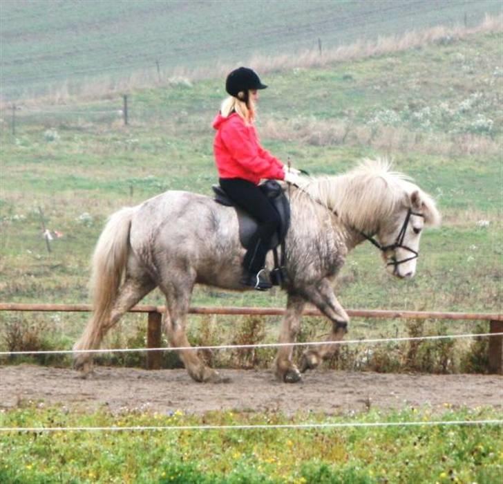 Islænder Baldur fra Lønne - Arb tølt. Formen er ikke perfekt. [Foto: Min mor] billede 18