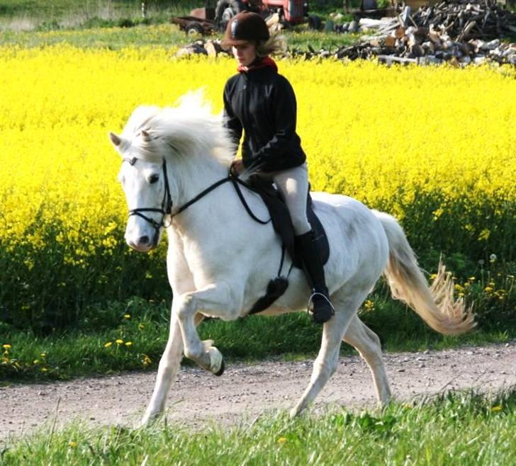 Islænder Baldur fra Lønne - Galop! :) [Foto: Min mor] billede 19