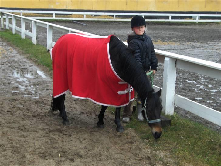 Anden særlig race Buster(solgt) - min kusine holder min pony billede 9