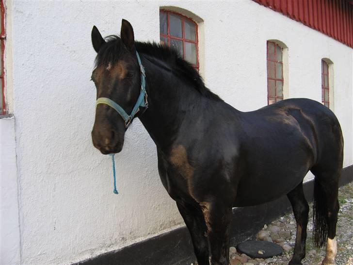 Anden særlig race Black Magic - lige blevet vasket, man skal jo være ren når man skal til stævne.. (; billede 12