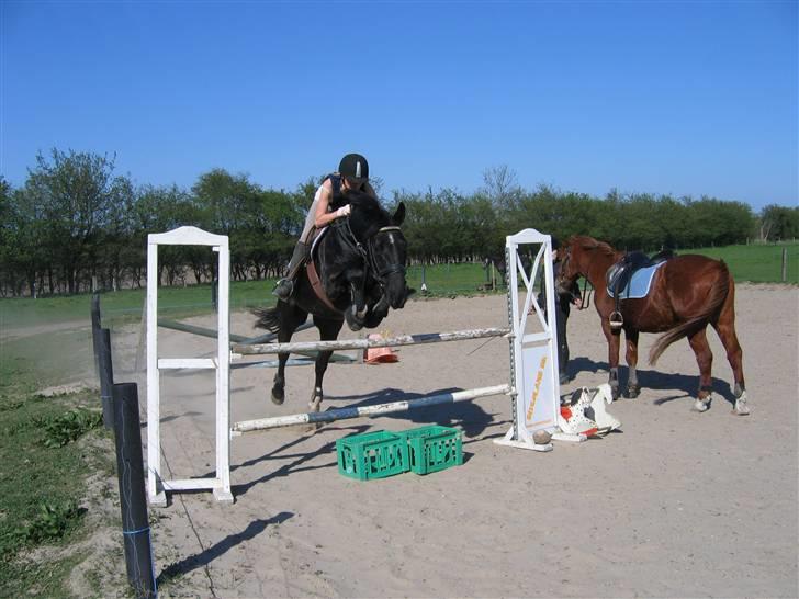 Anden særlig race Black Magic - spring derhjemme, 1m. (: billede 14