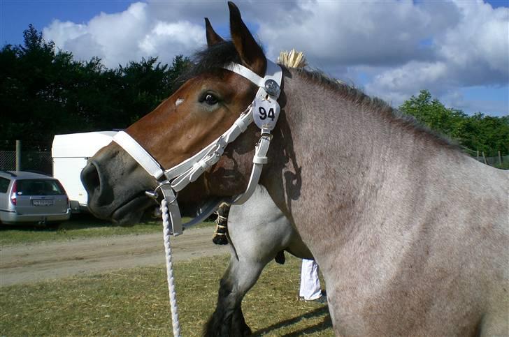 Belgier Dalmoses Bertha (solgt) - Dyrskue 2008 billede 3