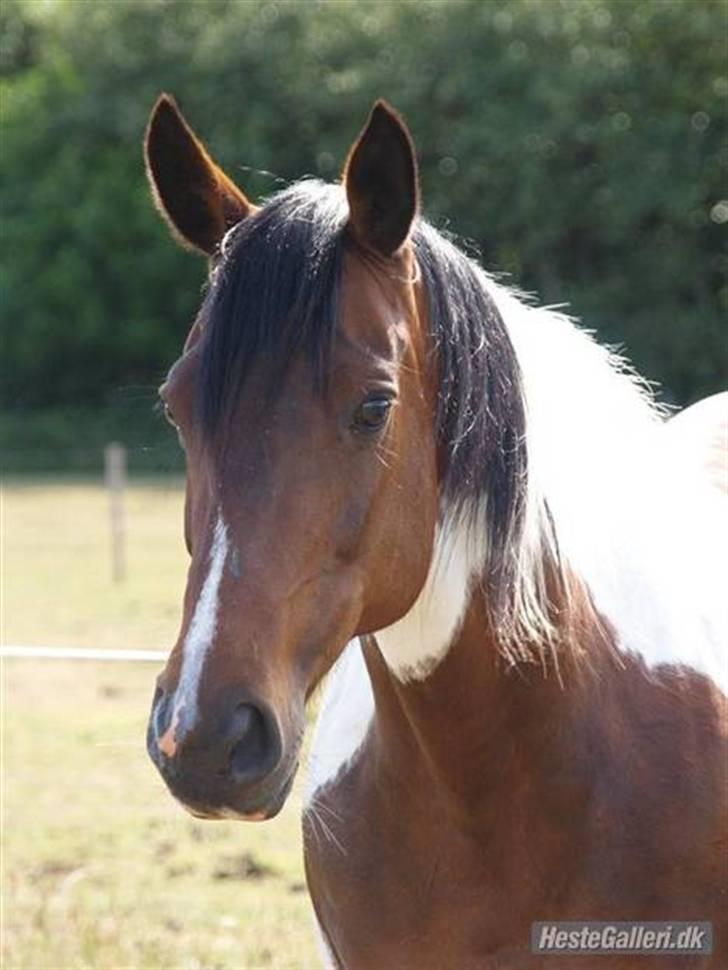 Pinto Pepino  <3  † R.I.P. † - LHB Foto - d. 14/6-08 billede 4