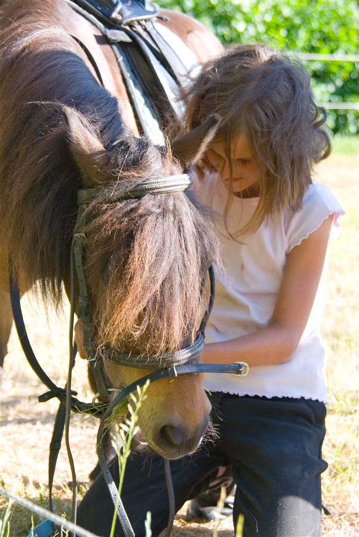 Shetlænder Tarzan * DØD * - Her er jeg ved at give Tarzan hovedtøj på. billede 14