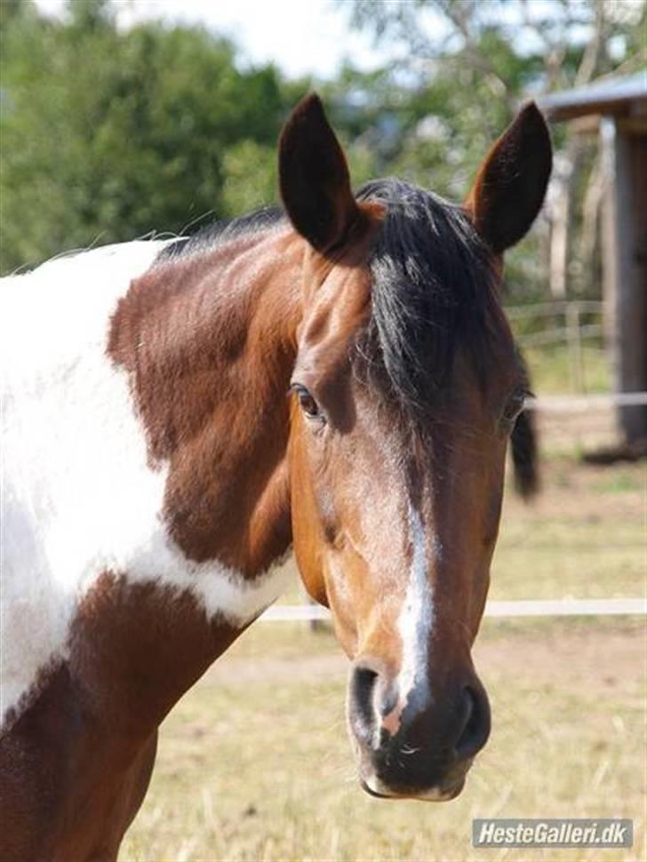 Pinto Pepino  <3  † R.I.P. † - LHB Foto - d. 14/6-08 billede 5