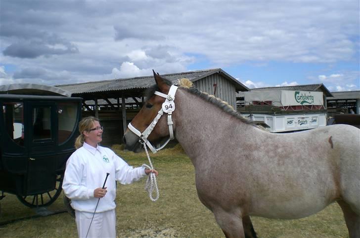 Belgier Dalmoses Bertha (solgt) billede 4