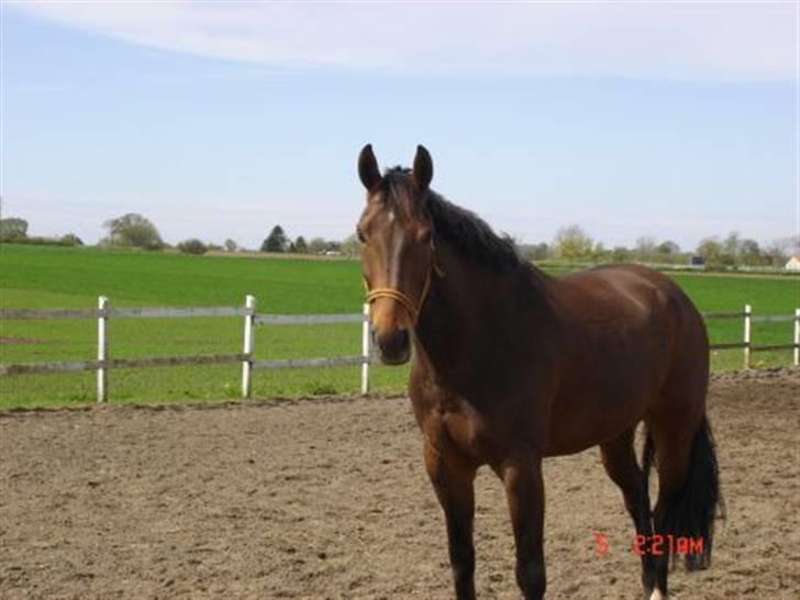 Anden særlig race Romeo R.I.P. - Rumle billede 14