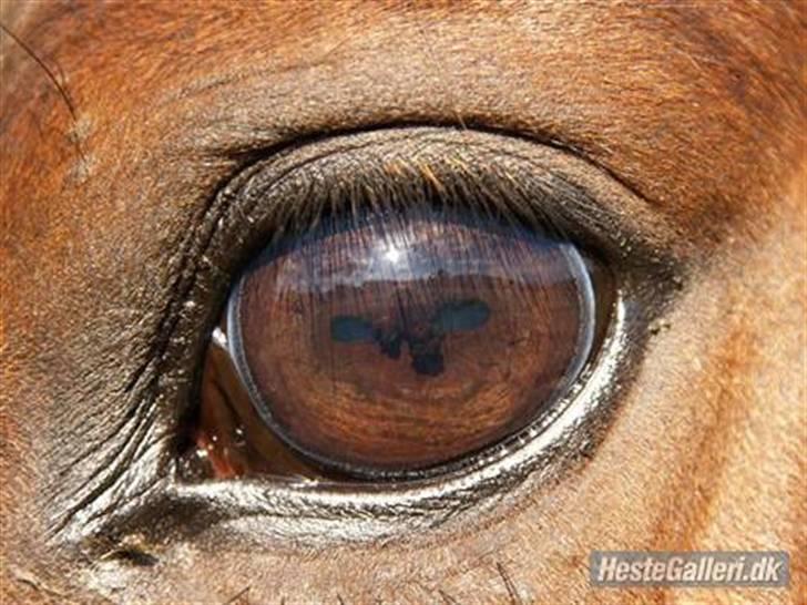 Pinto Pepino  <3  † R.I.P. † - LHB Foto - d. 14/6-08 billede 12