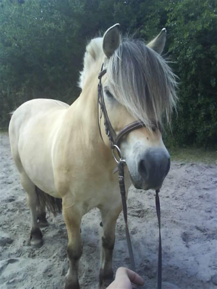 Fjordhest Bjarke FrølunDe R.I.P :'( billede 1