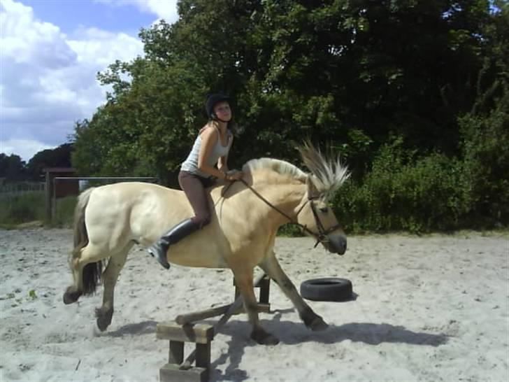 Fjordhest Bjarke FrølunDe R.I.P :'( billede 2