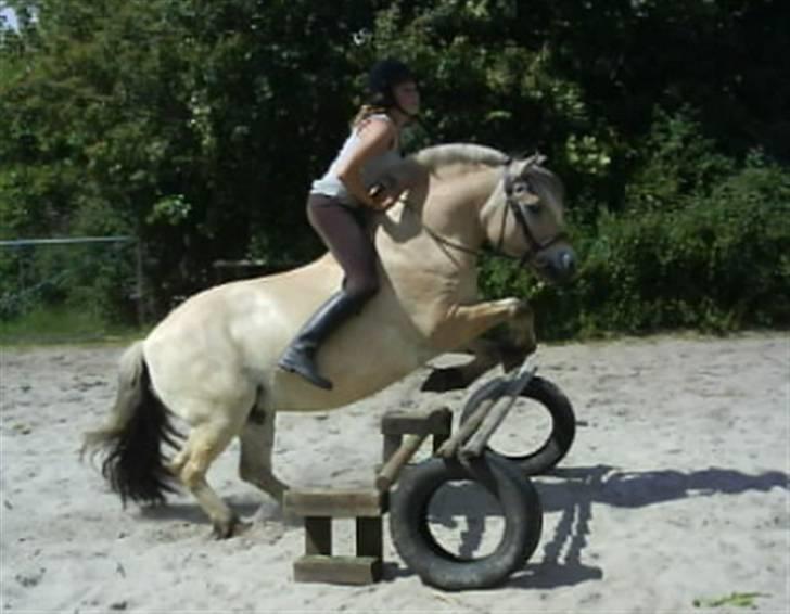 Fjordhest Bjarke FrølunDe R.I.P :'( billede 4