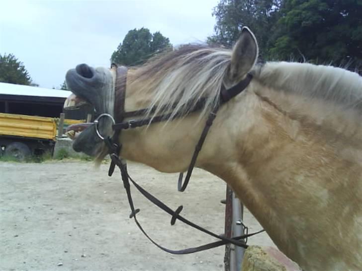 Fjordhest Bjarke FrølunDe R.I.P :'( billede 5