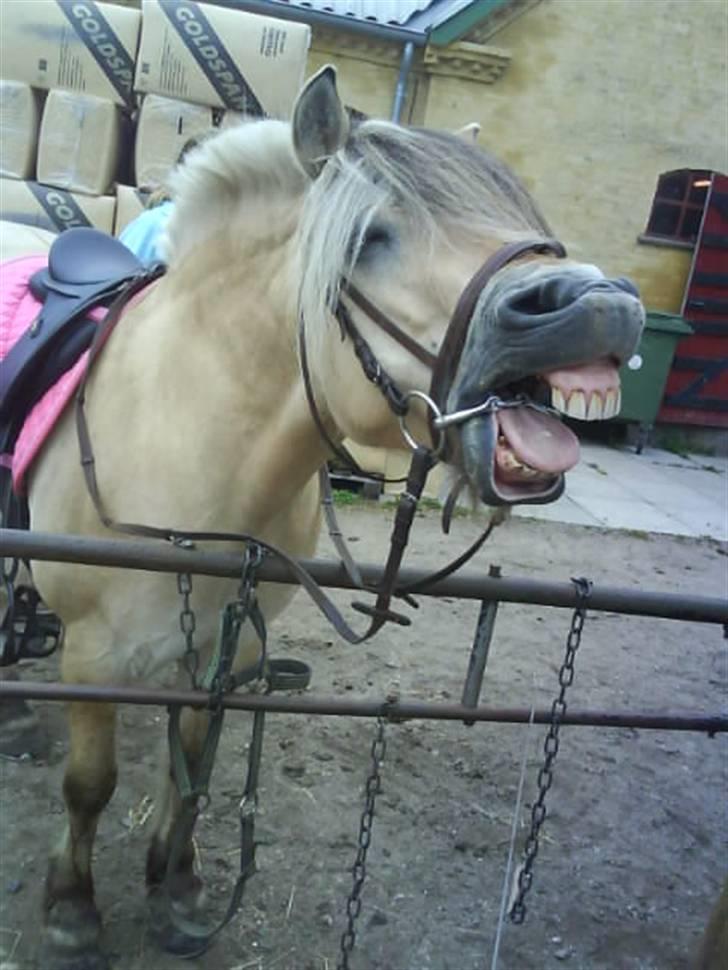 Fjordhest Bjarke FrølunDe R.I.P :'( billede 6