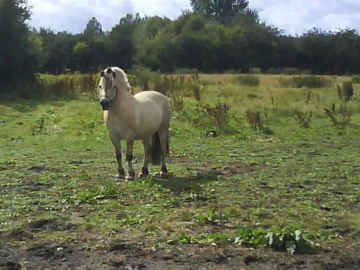 Fjordhest Bjarke FrølunDe R.I.P :'( billede 8