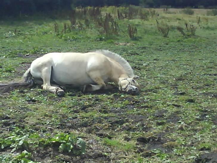 Fjordhest Bjarke FrølunDe R.I.P :'( billede 9