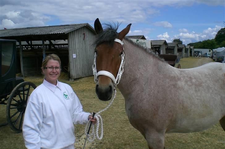 Belgier Dalmoses Bertha (solgt) billede 5